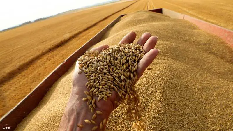 الفاو: مصر الأولى عربيًا في إنتاج القمح خلال 2026 بإنتاج يتجاوز 10 ملايين طن