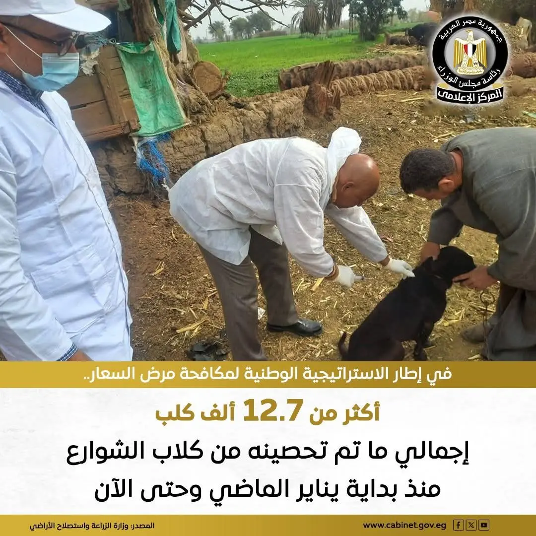 فرق الطب البيطرى تواصل تحصين وتعقيم كلاب الشوارع