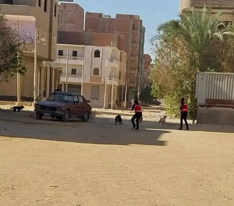 بيطري قنا ينجح في تحصين وتعقيم 96 كلبًا ضالًا بعدد من مراكز المحافظة