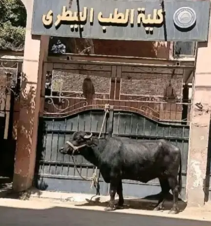 صورة «جاموسة بيطري بني سويف» تثير الجدل.. وعميد الكلية: ذكاء اصطناعي - 1000516595