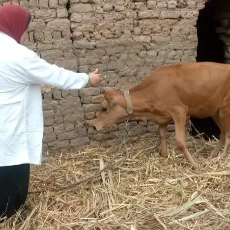 تحصين 60 ألف رأس ماشية ضمن حملة مكافحة الجلد العقدي وجدري الأغنام بقنا - 1000534853