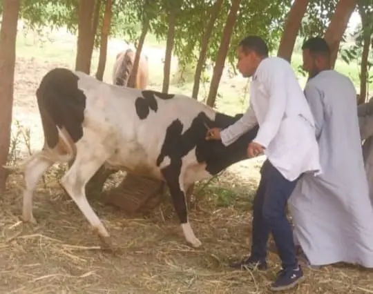 تحصين 60 ألف رأس ماشية ضمن حملة مكافحة الجلد العقدي وجدري الأغنام بقنا
