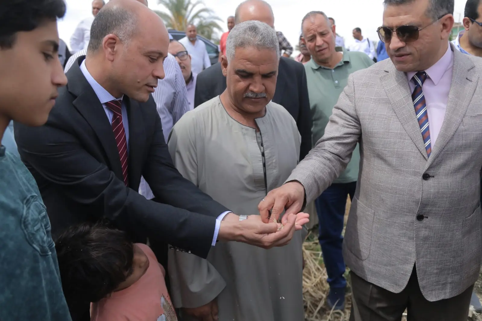 محافظ قنا يطلق إشارة بدء موسم حصاد القمح من قرية دندرة - 1000559866