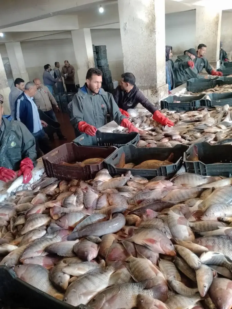 85 طنًا من الأسماك حصاد مزرعتي برسيق والزاوية بالبحيرة - 1000563222