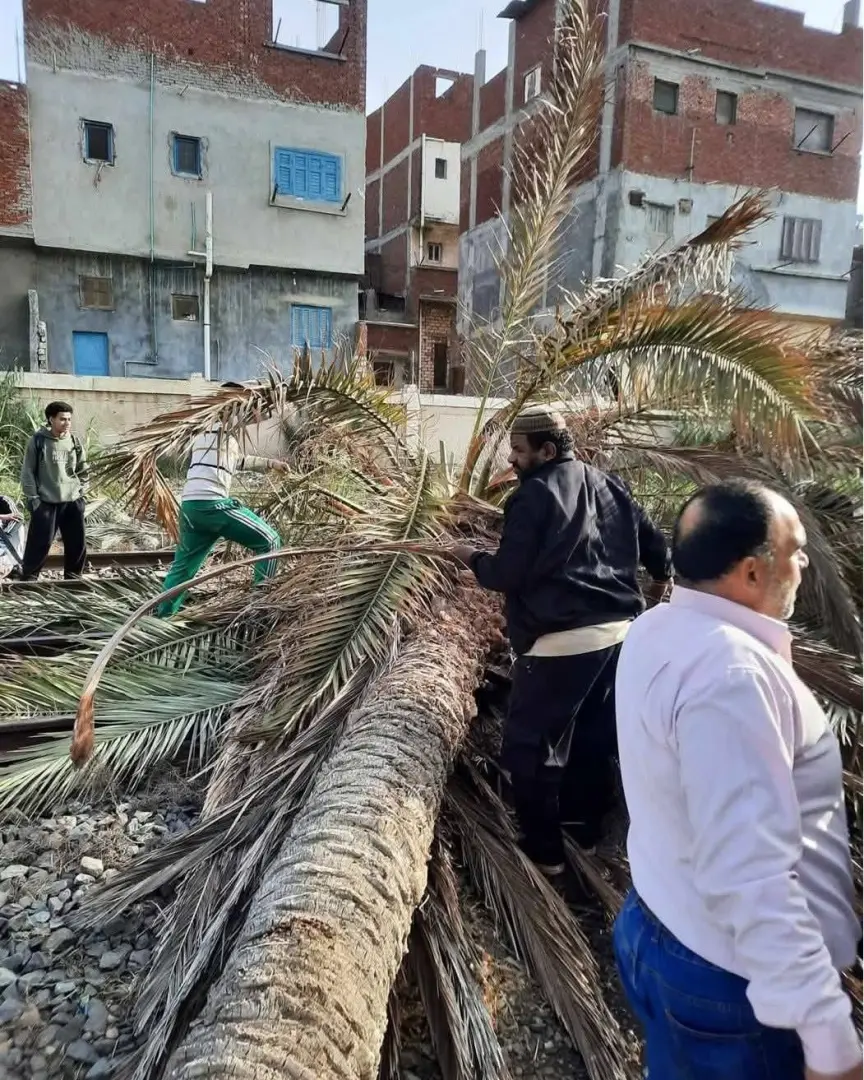 سقوط نخلة على القضبان وتسبب في توقف أحد القطارات شرق الإسكندرية بسبب الطقس - 1000578304