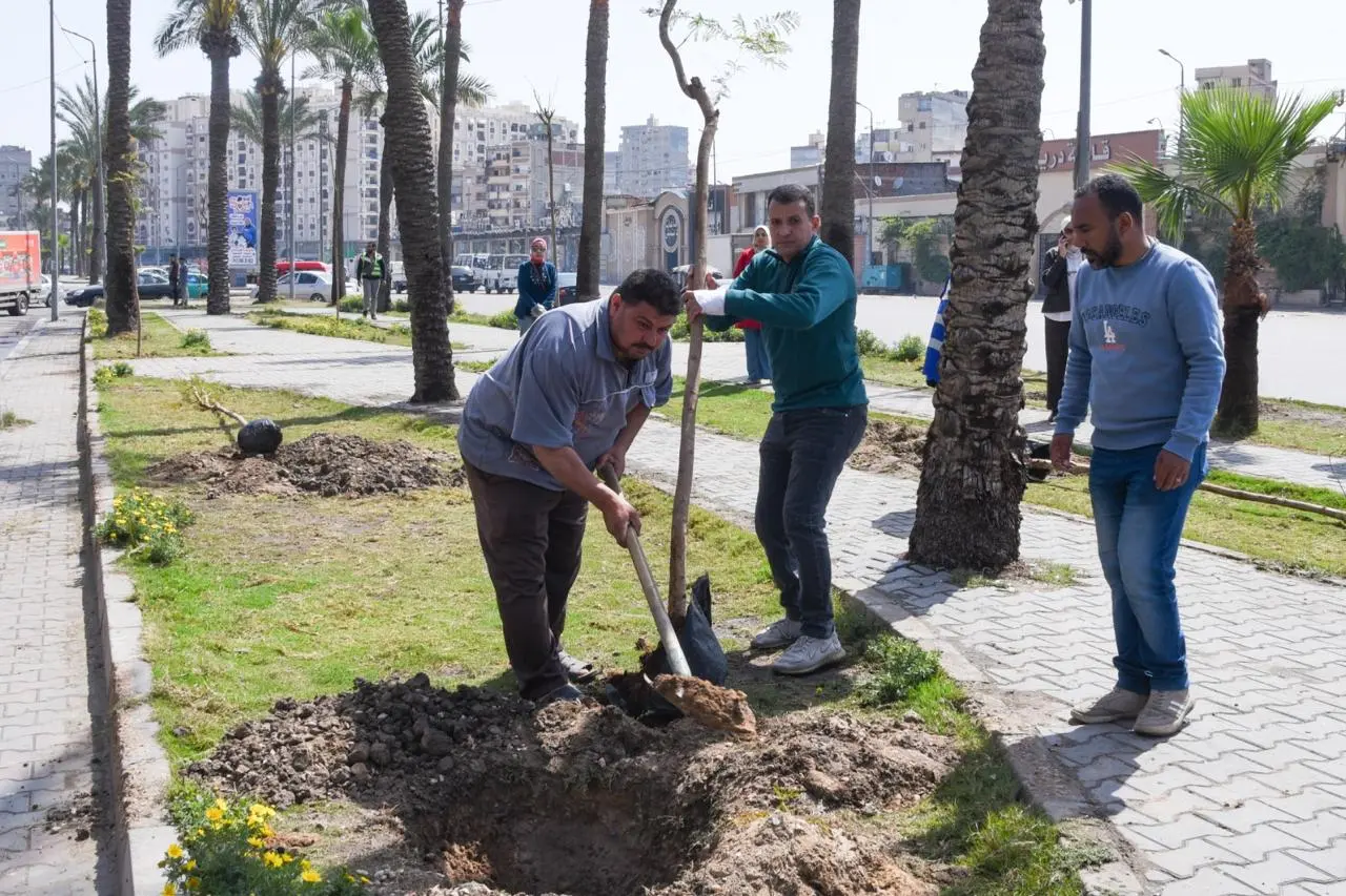 وزيرة التنميةالمحلية: زراعة 9460 شجرة لتعزيز الاستدامة البيئية وتحسين جودة الهواء بالإسكندرية - 1000598536