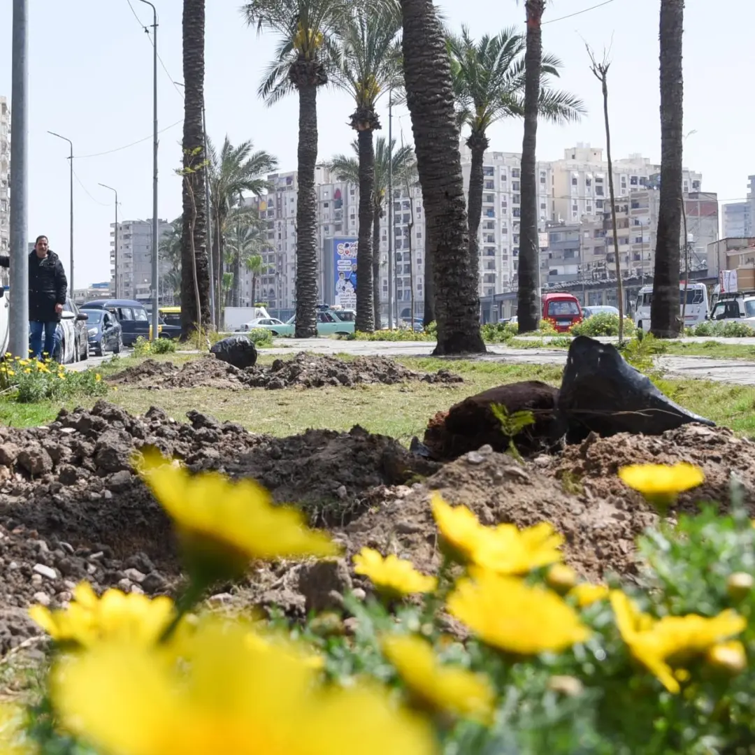 وزيرة التنميةالمحلية: زراعة 9460 شجرة لتعزيز الاستدامة البيئية وتحسين جودة الهواء بالإسكندرية - 1000598540