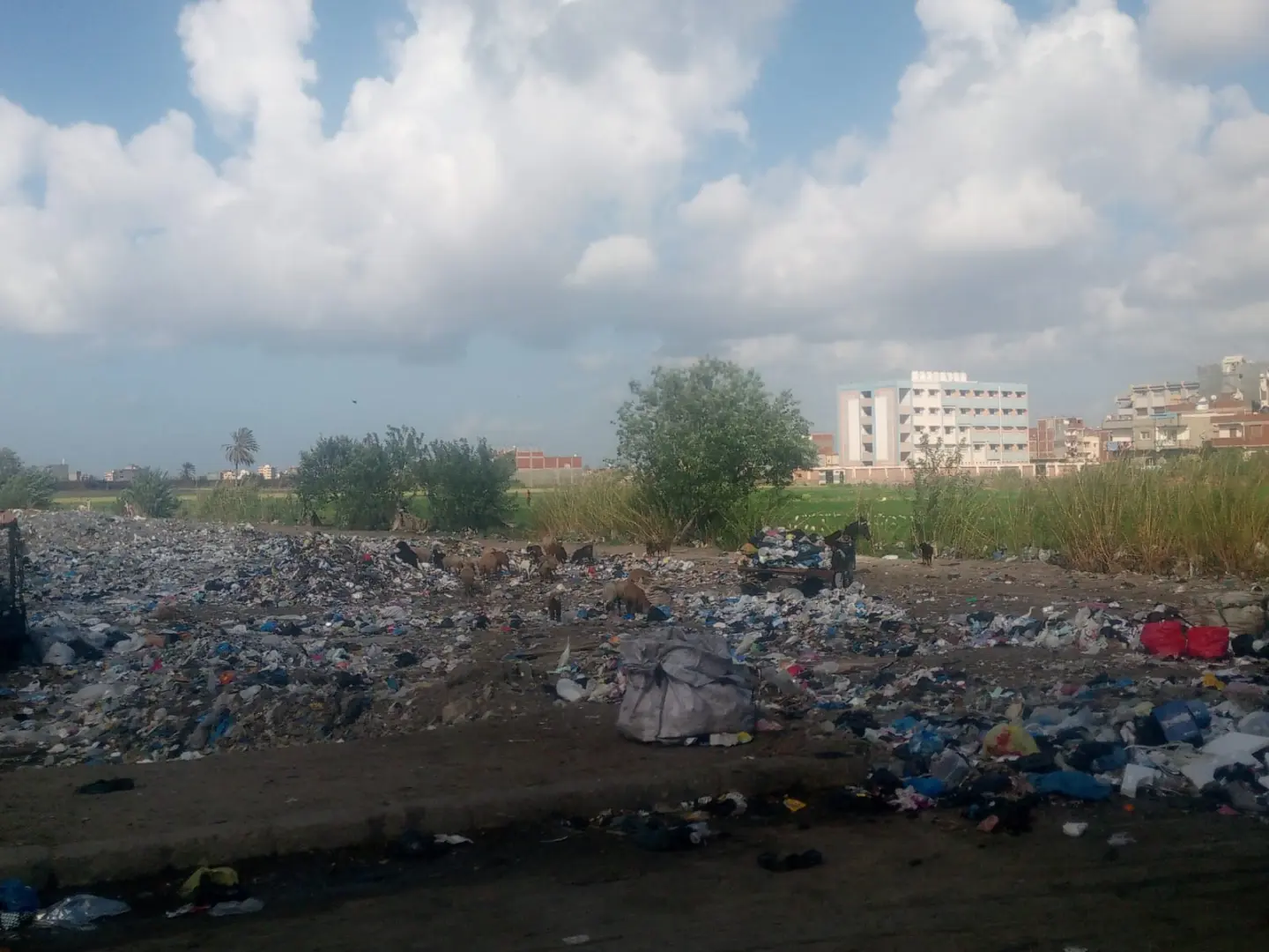 استجابة لشكاوى المواطنين.. محافظة الإسكندرية تزيل ٤ بؤر فرز المخلفات بأراضي فضاء داخل الكتل السكنية - 1000600843
