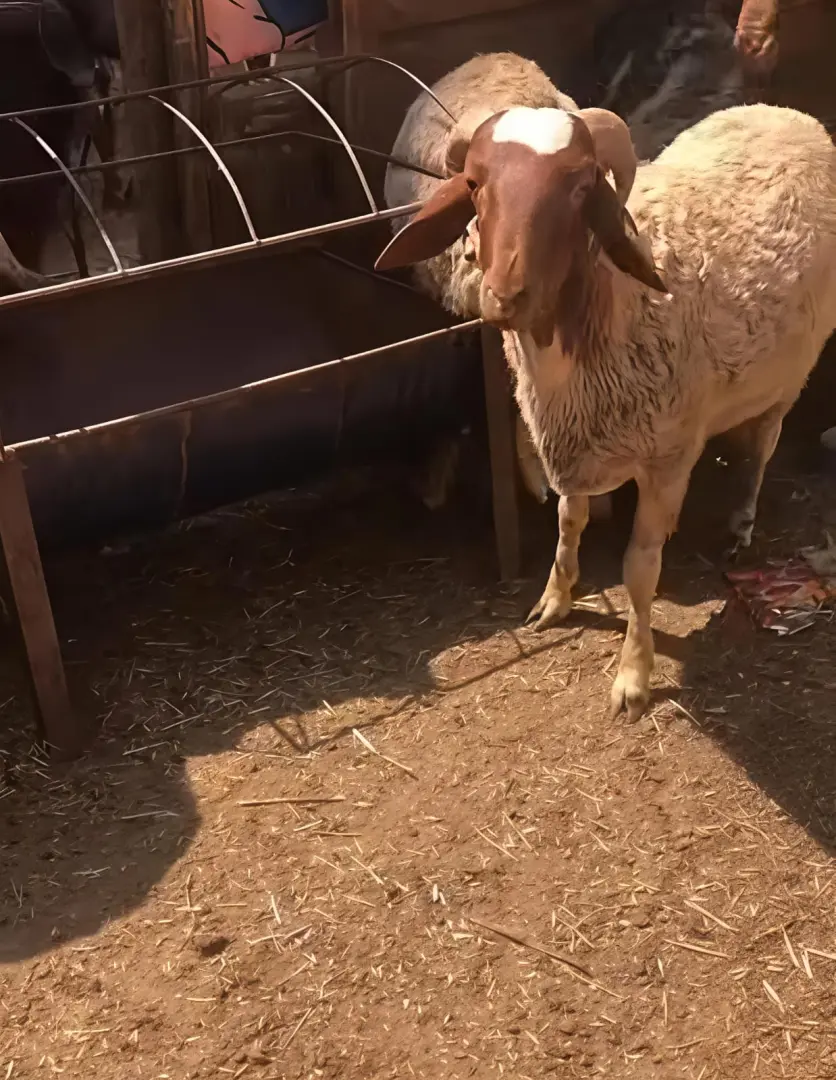"العيد على الأبواب".. كيف يستعد المصريون لاستقبال عيد الأضحى؟ - 1000617172