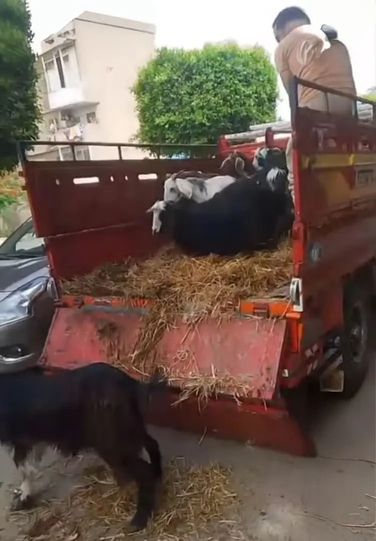 "العيد على الأبواب".. كيف يستعد المصريون لاستقبال عيد الأضحى؟ - 1000617176