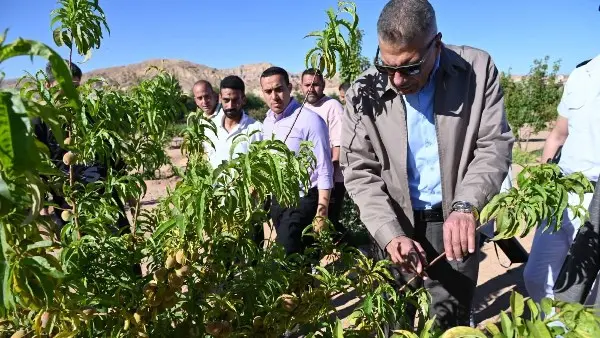 محافظ جنوب سيناء يتفقد مزارع متضرري سيول وادي سعال ويوجه بدعم عاجل