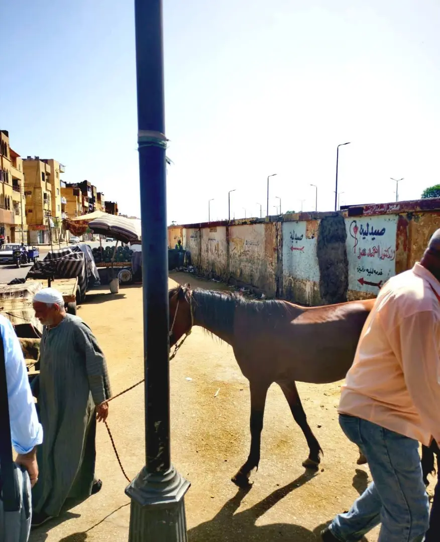 مدينة الأقصر تنفذ حملة لحصر المنشآت غير المرخصة ورفع الإشغالات بعدد من الشوارع - 1000630802