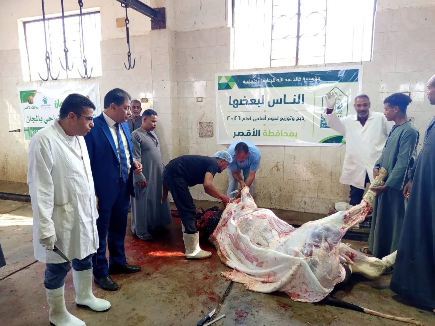 ذبح 40 عجلًا بالمجان بمجازر الأقصر وتوزيع اللحوم على 8 آلاف أسرة في أول أيام عيد الأضحى - 1000640839