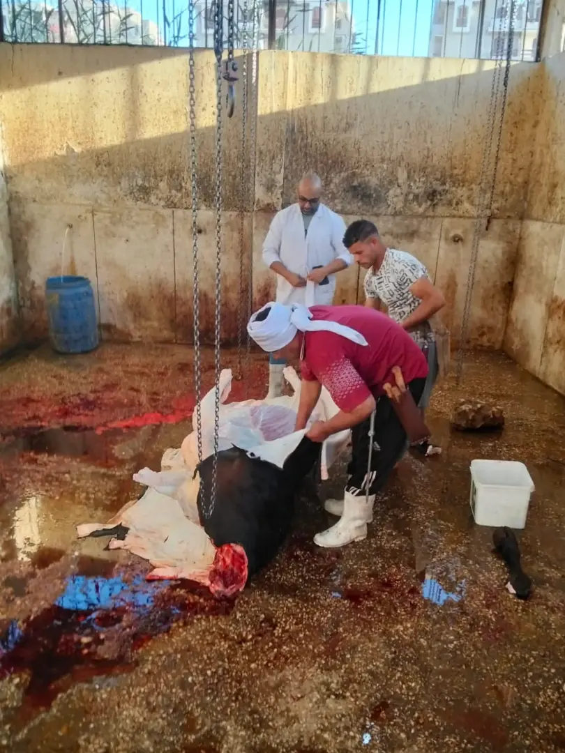 محافظ أسيوط يتابع أعمال ذبح الأضاحي بالمجازر الحكومية ويشدد على منع الذبح بالشوارع - 1000640876