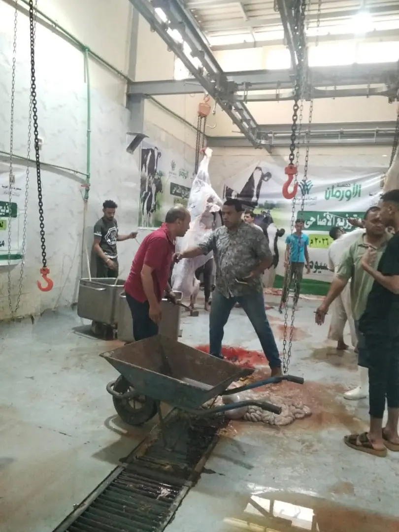 محافظ أسيوط يتابع أعمال ذبح الأضاحي بالمجازر الحكومية ويشدد على منع الذبح بالشوارع - 1000640877