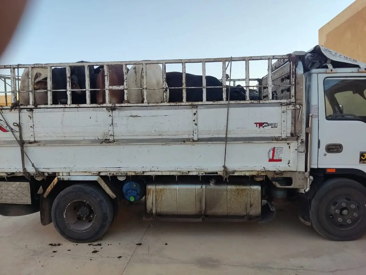 محافظ أسيوط يتابع أعمال ذبح الأضاحي بالمجازر الحكومية ويشدد على منع الذبح بالشوارع - 1000640880