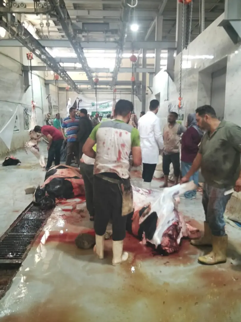 محافظ أسيوط يتابع أعمال ذبح الأضاحي بالمجازر الحكومية ويشدد على منع الذبح بالشوارع - 1000640882