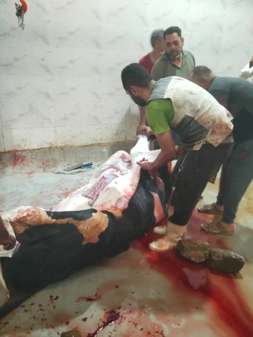 محافظ أسيوط يتابع أعمال ذبح الأضاحي بالمجازر الحكومية ويشدد على منع الذبح بالشوارع - 1000640883