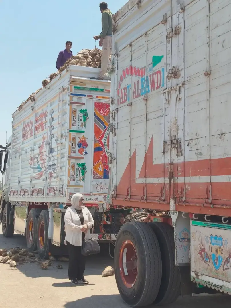 استجابة عاجلة لمزارعي البنجر بالدقهلية بعد نشر استغاثتهم على “<a href=
