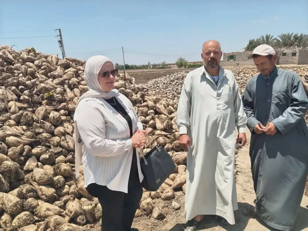 استجابة عاجلة لمزارعي البنجر بالدقهلية بعد نشر استغاثتهم على “<a href=