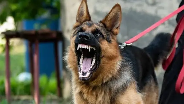 شهد مركز الباجور بمحافظة المنوفية واقعة أثارت حالة من القلق بين الأهالي، بعدما تعرض عدد من المواطنين من قريتي بهناي وميت عفيف لهجوم من كلب ضال، ما أسفر عن إصابة 8 أشخاص بعقر في منطقتين مختلفتين، وتم نقلهم إلى مستشفى الباجور لتلقي الإسعافات الأولية والرعاية الطبية اللازمة.
