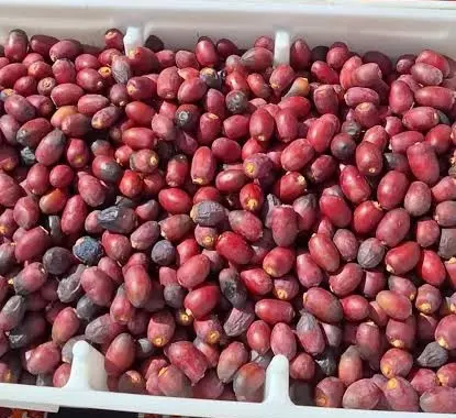  "بشائر الرطب " تغزو أسواق قطر