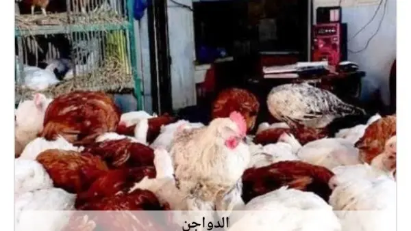 بدأت أسعار الدواجن تعود للارتفاع مرة أخرى في الأسواق المصرية مع بداية تعاملات اليوم السبت 4 يوليو 2026، وذلك بعد موجة من الانخفاضات الكبيرة التي طالت الأسواق خلال الأيام القليلة الماضية. ويأتي هذا التحرك الطفيف في الأسعار بالتزامن مع هبوط ملحوظ في أسعار كراتين البيع بمختلف أنواعها.
