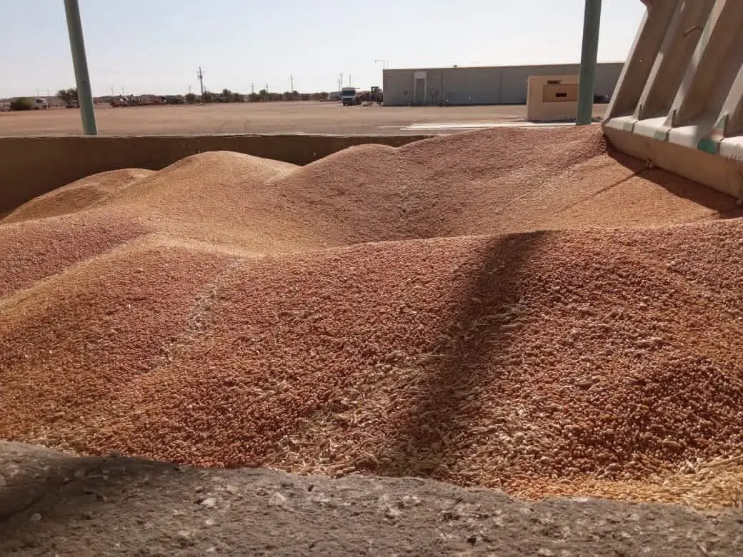 الذهب الأصفر يملأ صوامع أسوان.. توريد 531 ألف طن قمح حتى الآن