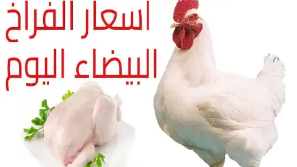 ​شهدت أسعار الدواجن والبيض اليوم الإثنين 24 أغسطس 2026 حالة من الاستقرار والهدوء النسبي في الأسواق المحلية والمزارع. ويأتي هذا الثبات وسط ترقب واسع من المواطنين والتجار، تزامناً مع تحذيرات وتوقعات خبراء القطاع ب إمكانية حدوث حركة صعودية في الأسعار خلال الفترة المقبلة، نظراً لتغيرات تكاليف الإنتاج ومدخلات الأعلاف.
