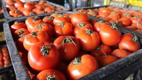 شهدت أسعار الطماطم في الأسواق المصرية تباينًا ملحوظًا وشغلت اهتمام الشارع خلال الأيام الأخيرة، عقب تداول أنباء حول ارتفاعات قياسية قد تصل بسعر الكيلو إلى مستويات تراوح بين 40 و50 جنيهًا.