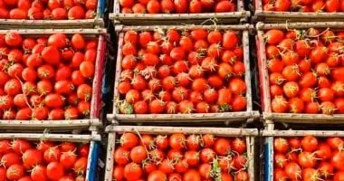 شهدت أسعار الطماطم في الأسواق المصرية تباينًا ملحوظًا وشغلت اهتمام الشارع خلال الأيام الأخيرة، عقب تداول أنباء حول ارتفاعات قياسية قد تصل بسعر الكيلو إلى مستويات تراوح بين 40 و50 جنيهًا.