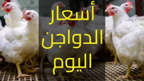 ​تشهد أسعار الدواجن والبيض اليوم الإثنين استقرارًا ملحوظًا في الأسواق المصرية ومحال التجزئة بكافة أنحاء الجمهورية. يأتي هذا الاستقرار بعد موجة ارتفاعات سجلتها الأسعار خلال الأسابيع الماضية، مما أثار اهتمام المستهلكين والمتابعين لحركة السلع الغذائية الأساسية.