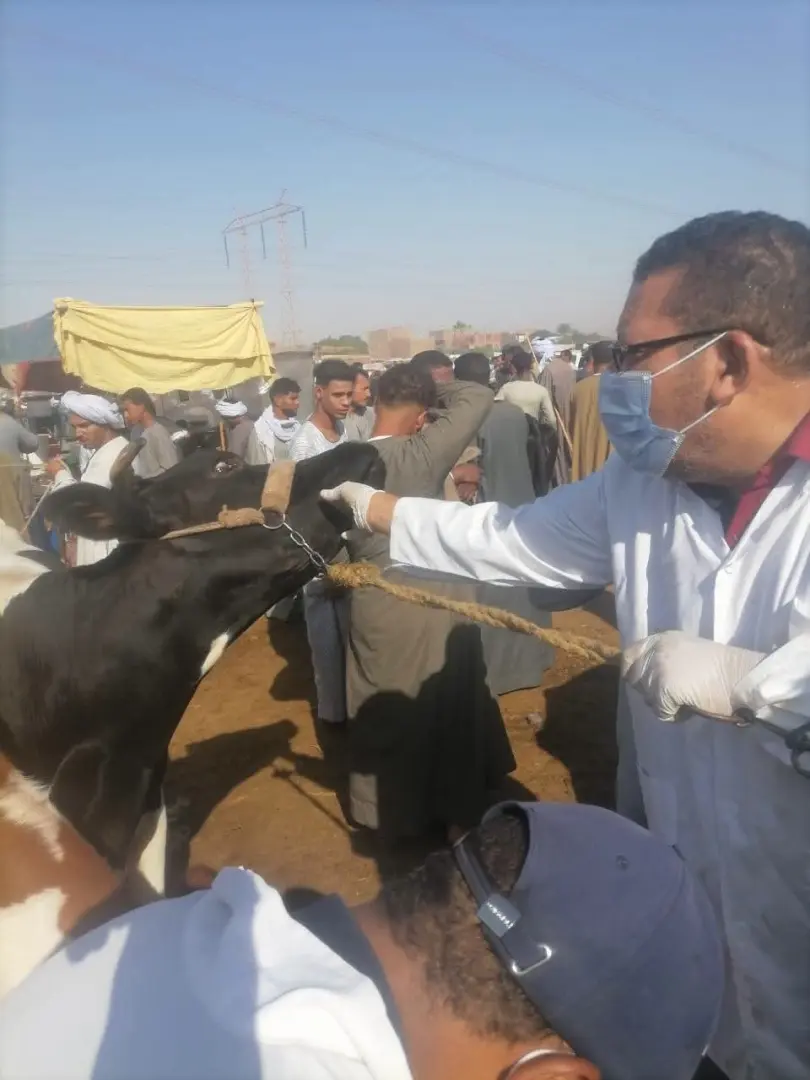 سوق إسنا تحت السيطرة.. «الطب البيطري» يشن حملة موسعة لمواجهة الحمى القلاعية