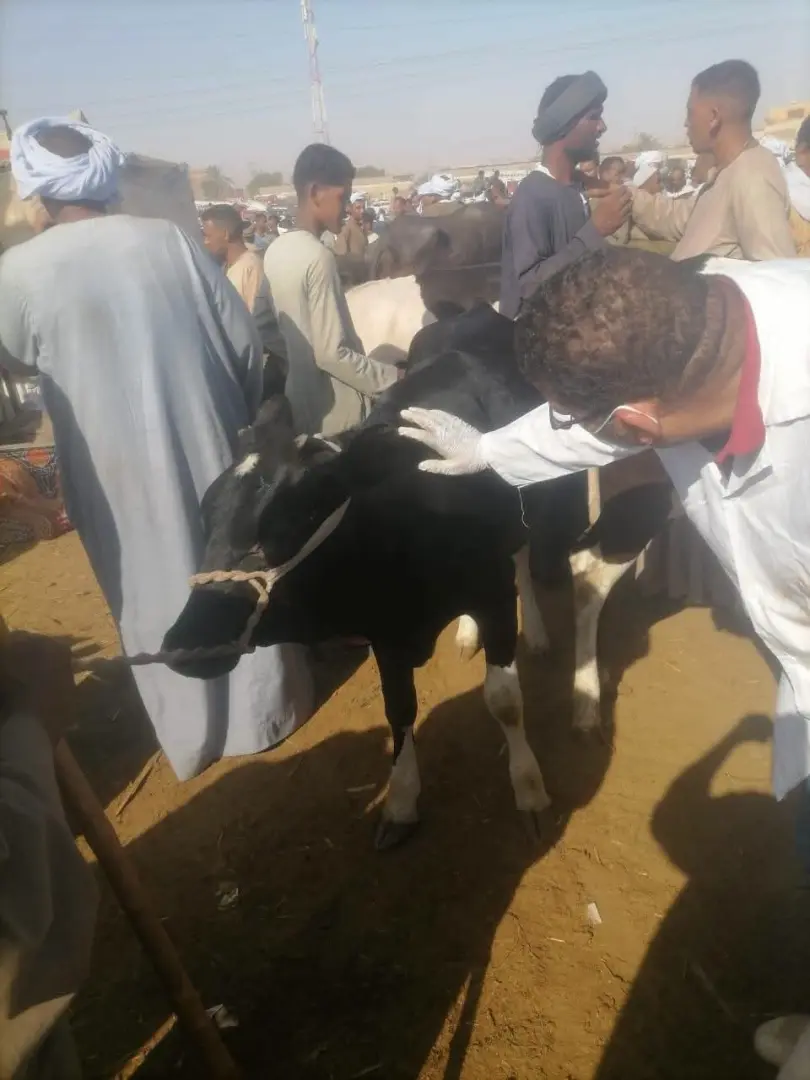 سوق إسنا تحت السيطرة.. «الطب البيطري» يشن حملة موسعة لمواجهة الحمى القلاعية