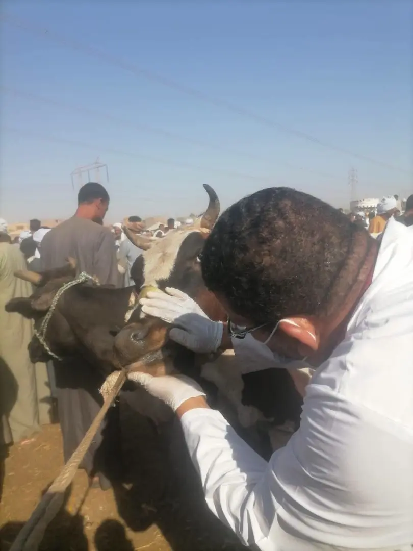 سوق إسنا تحت السيطرة.. «الطب البيطري» يشن حملة موسعة لمواجهة الحمى القلاعية