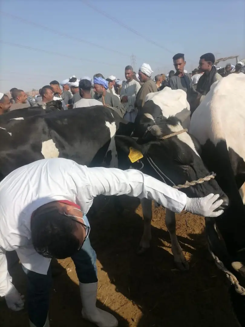 سوق إسنا تحت السيطرة.. «الطب البيطري» يشن حملة موسعة لمواجهة الحمى القلاعية