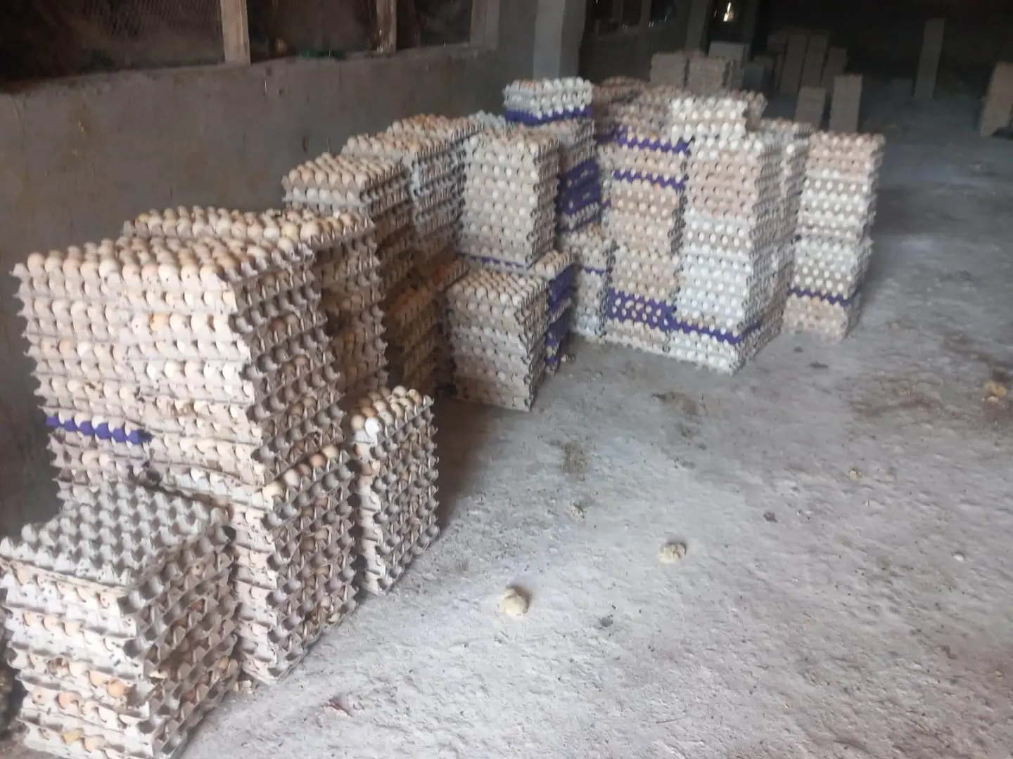 ضبط 228 ألفًا و600 بيضة فاسدة قبل بيعها لمصانع الحلوى في الغربية