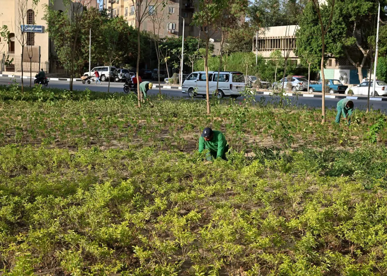 مدبولي يتابع «تخضير القاهرة» ميدانيًا.. 60 ألف شجرة مستهدفة خلال عام