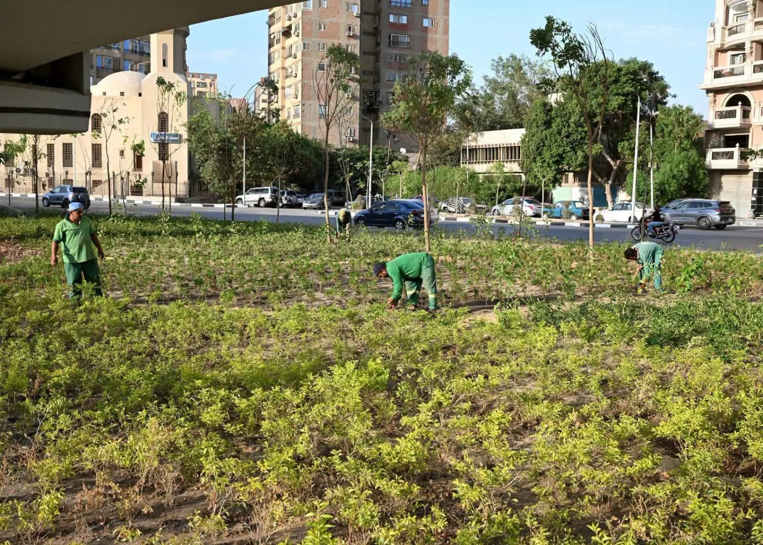 مدبولي يتابع «تخضير القاهرة» ميدانيًا.. 60 ألف شجرة مستهدفة خلال عام