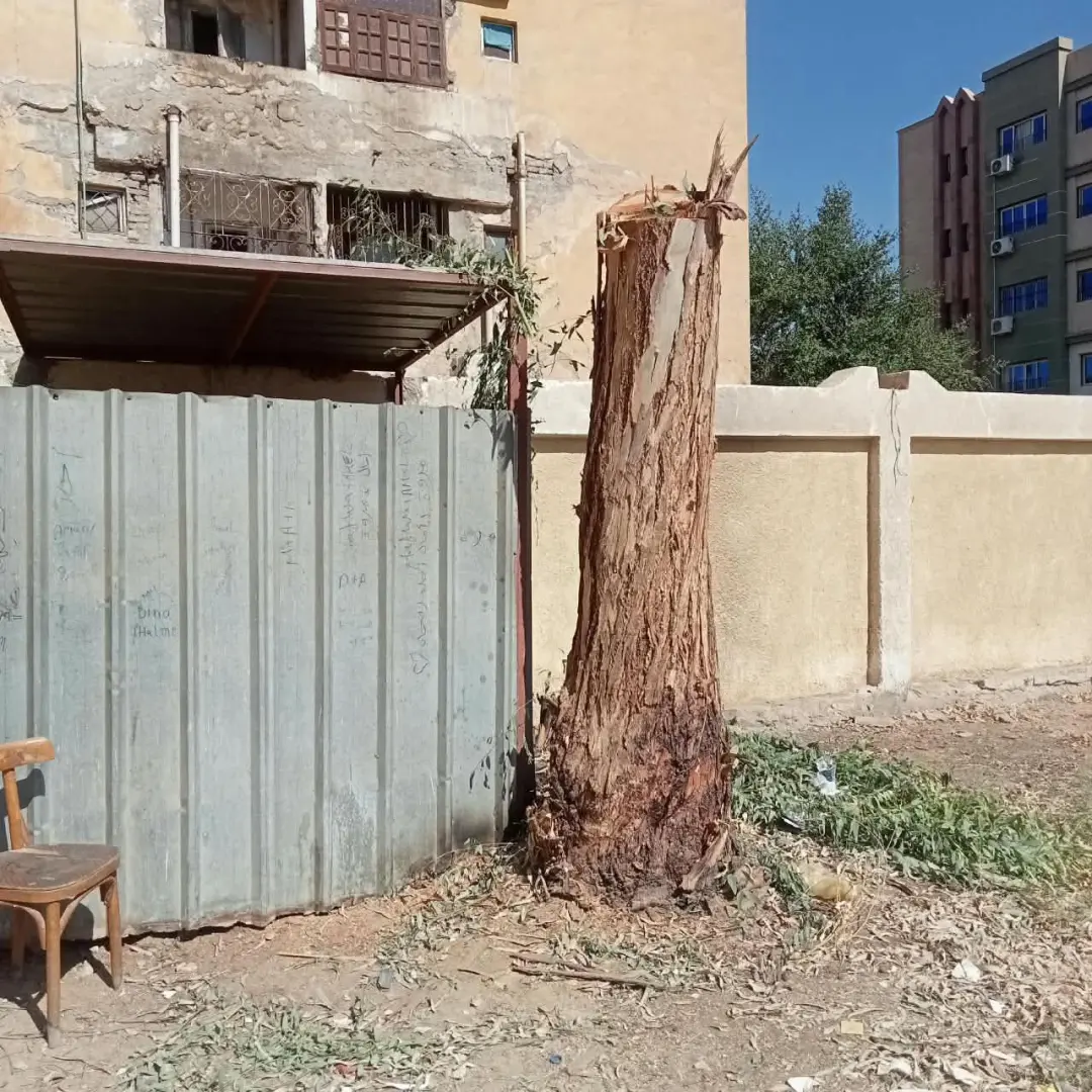 محافظ سوهاج يحيل مسؤولي مدرستين بساقلتة للتحقيق بسبب التقليم الجائر للأشجار المعمرة
