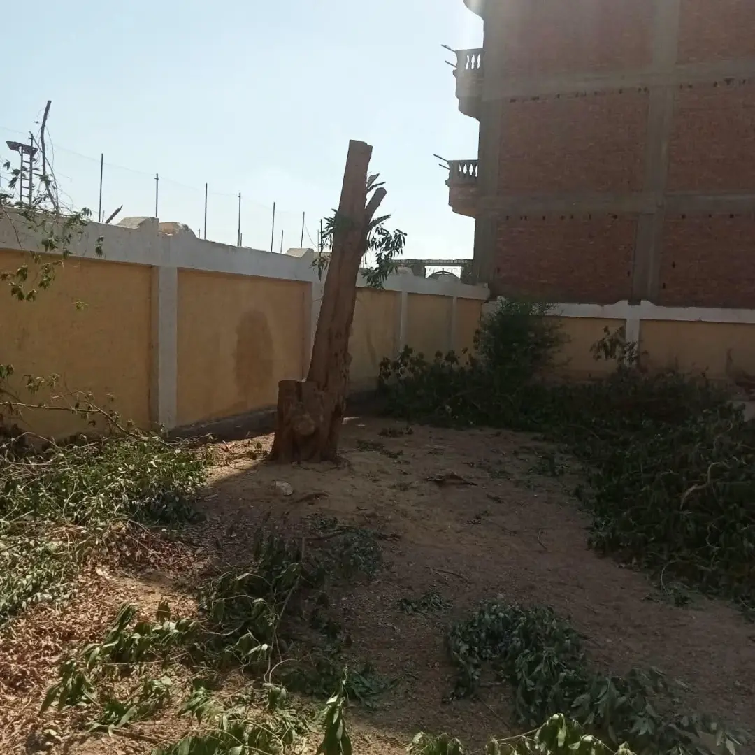 محافظ سوهاج يحيل مسؤولي مدرستين بساقلتة للتحقيق بسبب التقليم الجائر للأشجار المعمرة