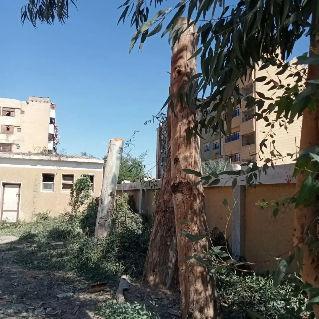 محافظ سوهاج يحيل مسؤولي مدرستين بساقلتة للتحقيق بسبب التقليم الجائر للأشجار المعمرة