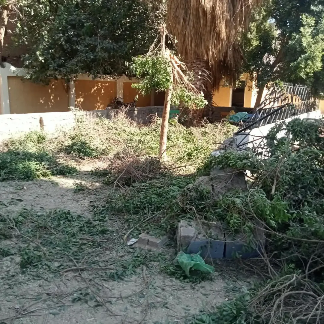 محافظ سوهاج يحيل مسؤولي مدرستين بساقلتة للتحقيق بسبب التقليم الجائر للأشجار المعمرة