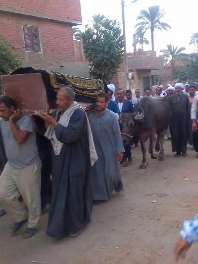 «وفاء بلا حدود».. جاموسة تسير خلف جنازة صاحبها بالفيوم