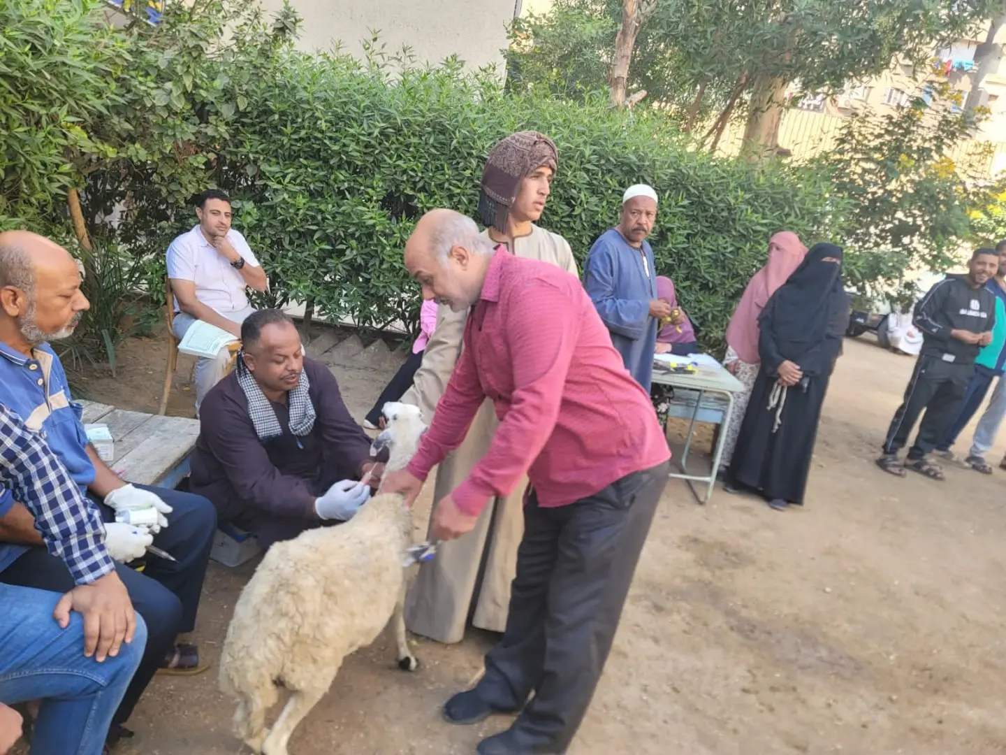 الطب البيطري بسوهاج يسلم 770 رأس أغنام لـ375 أسرة ضمن «باب أمل»