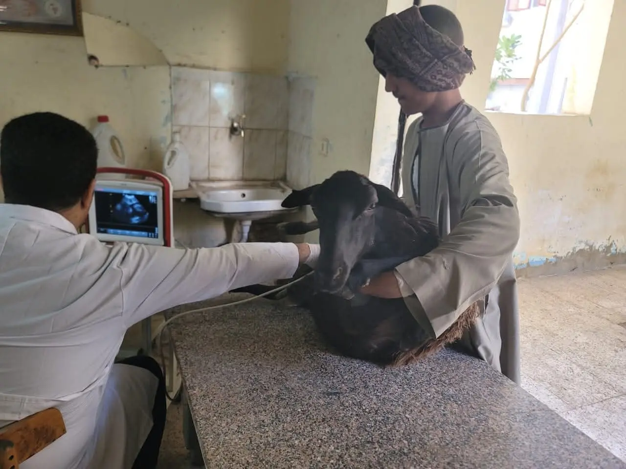 الطب البيطري بسوهاج يسلّم 770 رأس أغنام لـ375 أسرة ضمن «باب أمل»