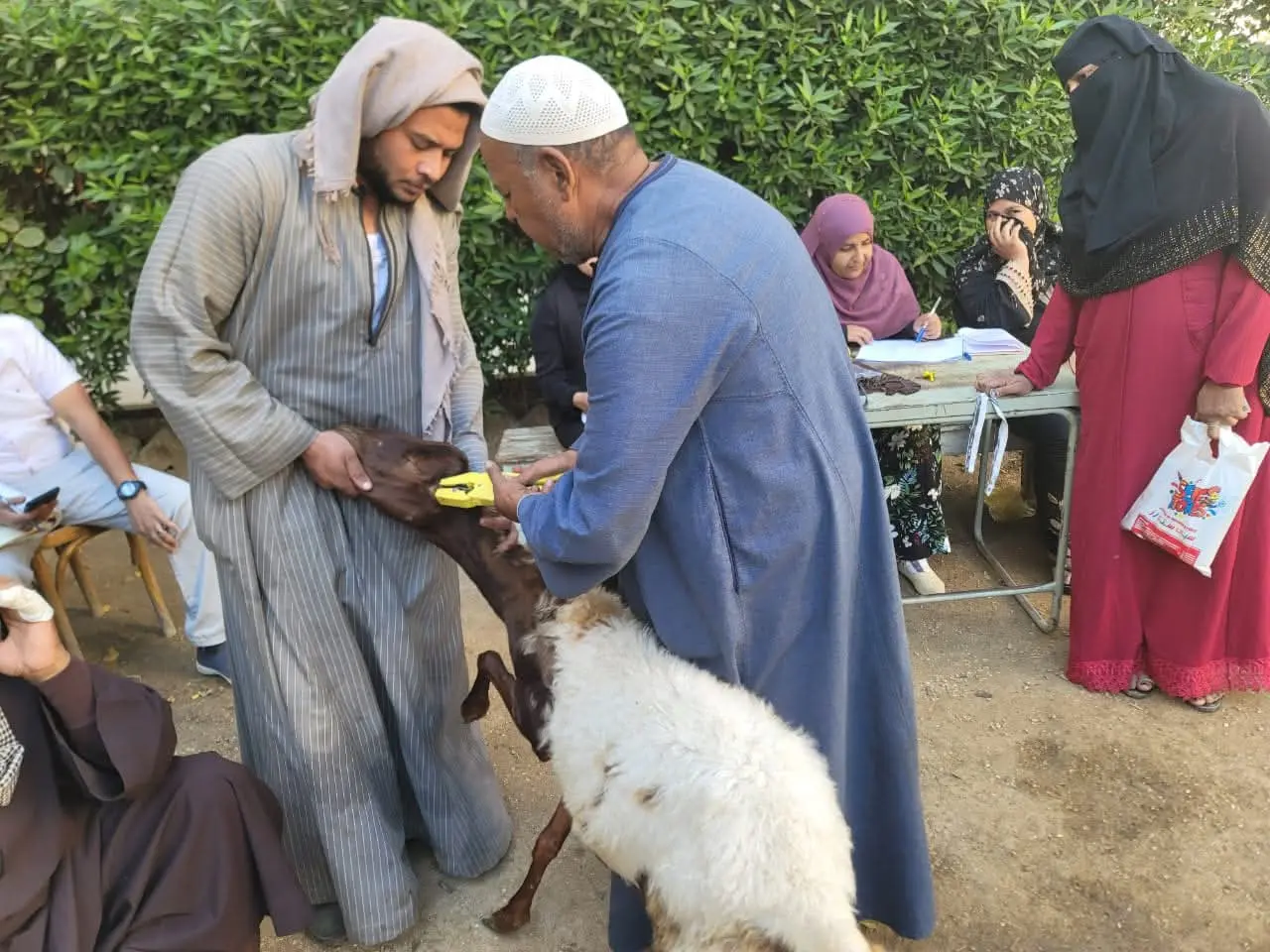 الطب البيطري بسوهاج يسلّم 770 رأس أغنام لـ375 أسرة ضمن «باب أمل»