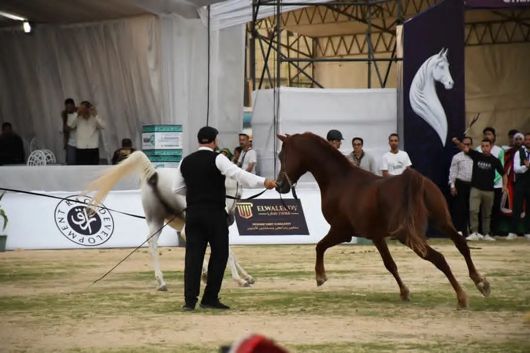 انطلاق الدورة الـ30 لمهرجان الشرقية للخيول العربية الأصيلة بمشاركة 5 دول عربية