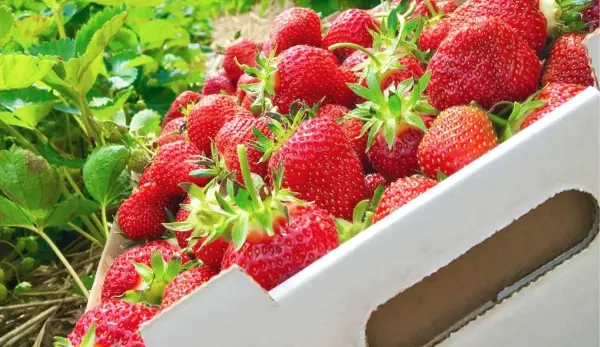 5 طرق لتنظيف الفراولة من المبيدات ونصائح لتخزينها