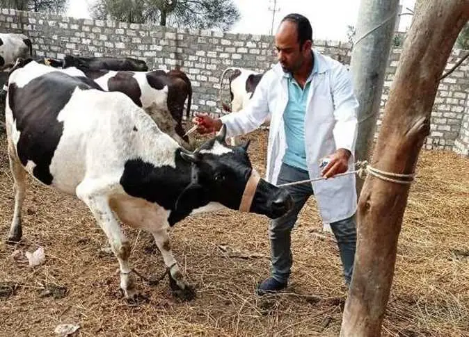 حملة وقائية لحماية الثروة الحيوانية.. تحصين 43 ألفًا و523 رأس ماشية بالبحيرة